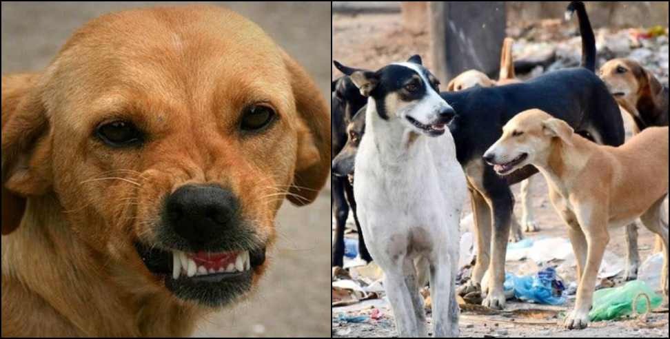 Stray Dogs Dog Squad Dehradun: dog squad will control stray dogs in uttarakhand