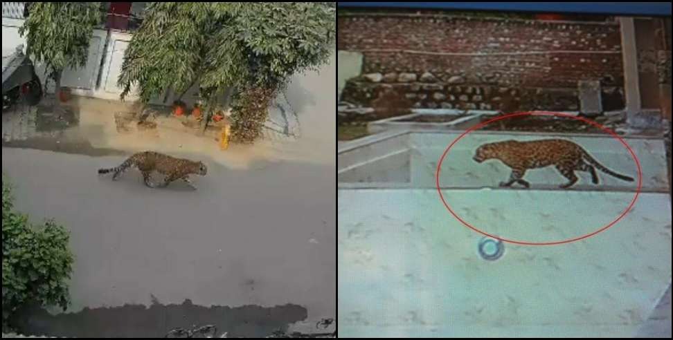 Pithoragarh Leopard: Leopard seen in CCTV in Pithoragarh