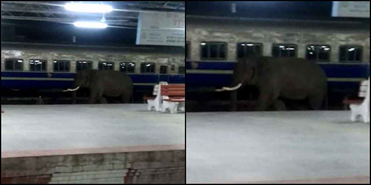 dehradun railway station: elephant in dehradun railway station