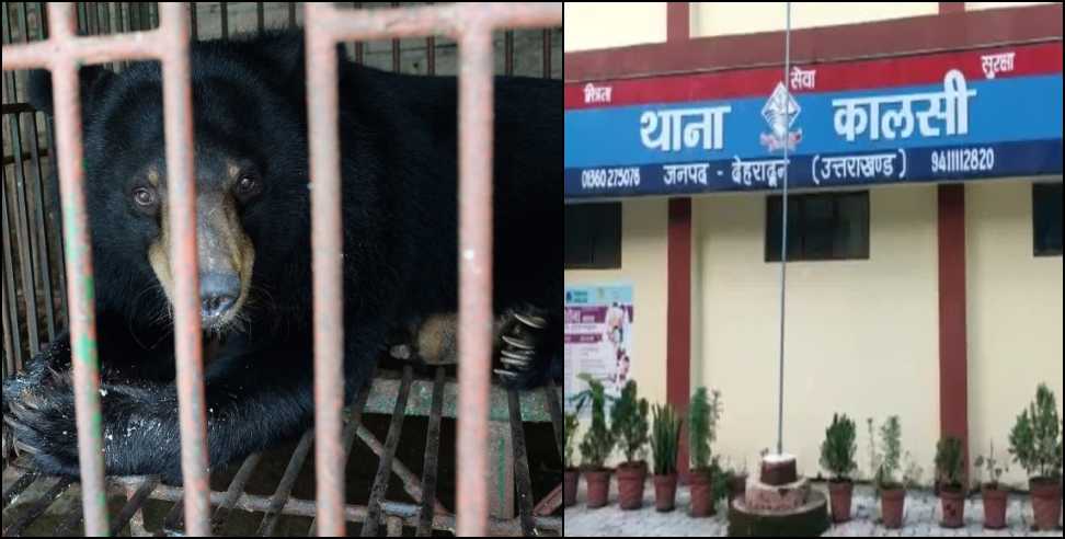 bear bile: Two wildlife smugglers arrested with bear bile