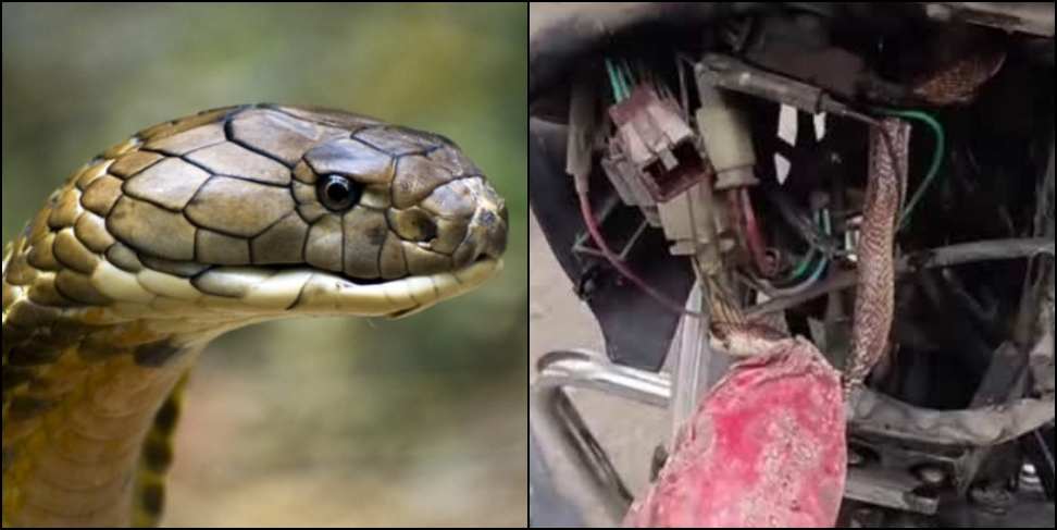 King Cobra in bike headlight: King Cobra found in bike headlight in Haldwani
