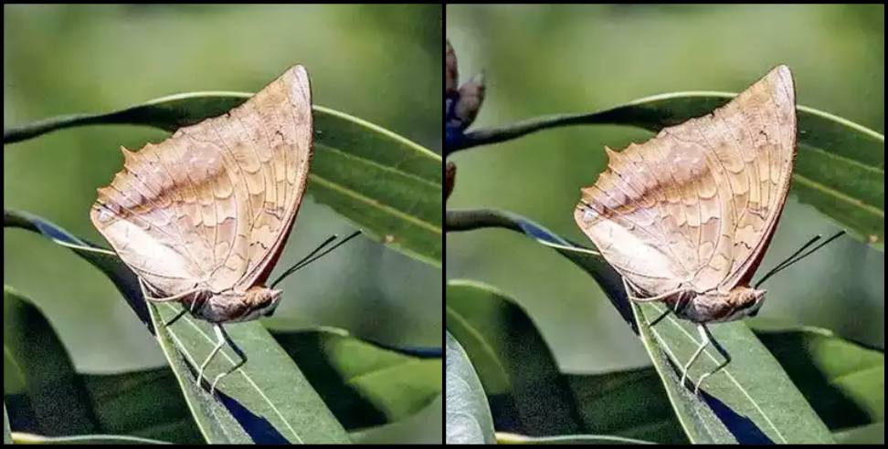 Nainital News: Rare butterfly returned to Nainital after 110 years