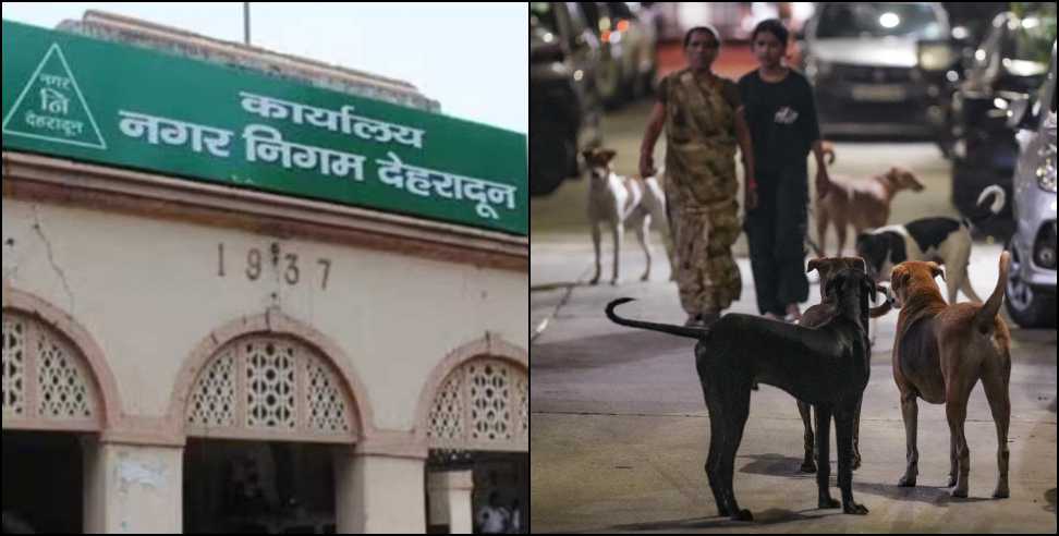 Campaign against Stray dogs: Campaign will be run against dog attacks in Dehradun
