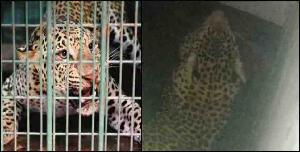tehri garhwal thapla village leopard: Tehri Garhwal Thapla Village Leopard Stuck in Bathroom