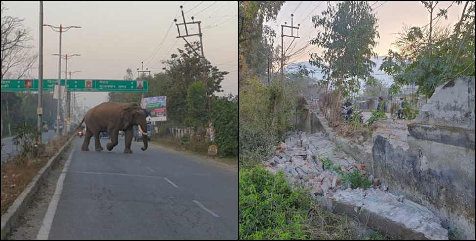 Rishikesh News: Rishikesh AIIMS Elephant on the road