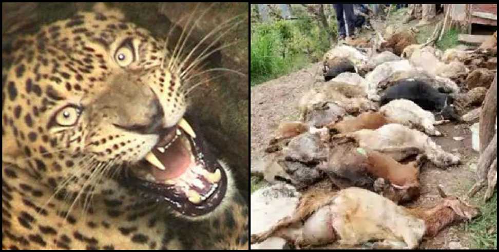 Nainital Guldar killed 80 goats: Nainital leopard killed 80 goats