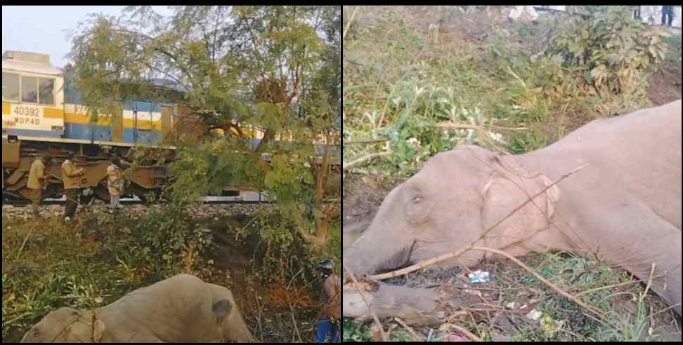 nainital lalkuan train elephant death: Elephant train collision in Lalkuan Nainital