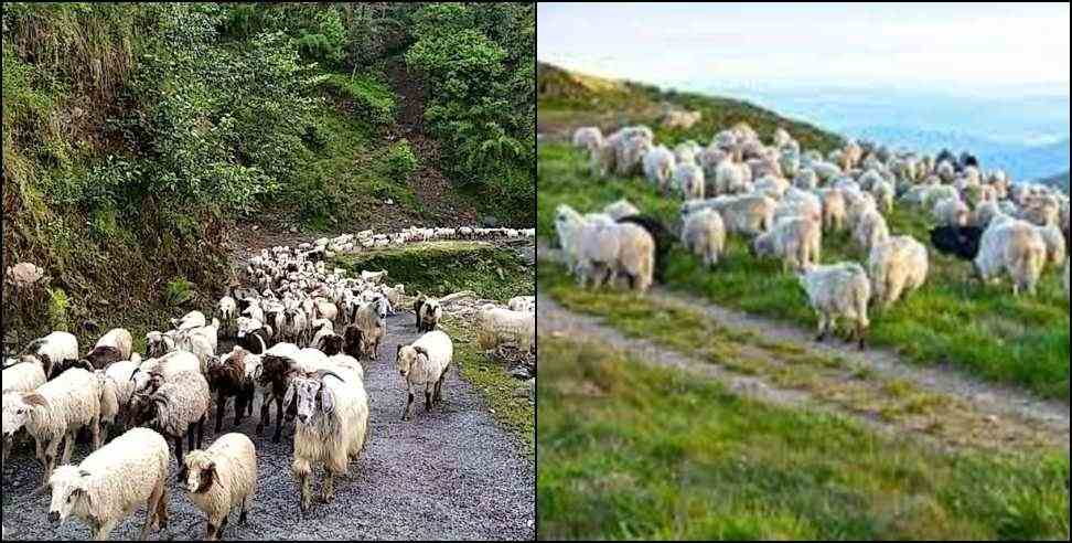 Tehri Garhwal Thunderstorm: Tehri Garhwal Thunderstorm kills 100 goats