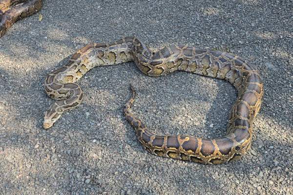 Several venomous snakes appeared simultaneously in Ramnagar
