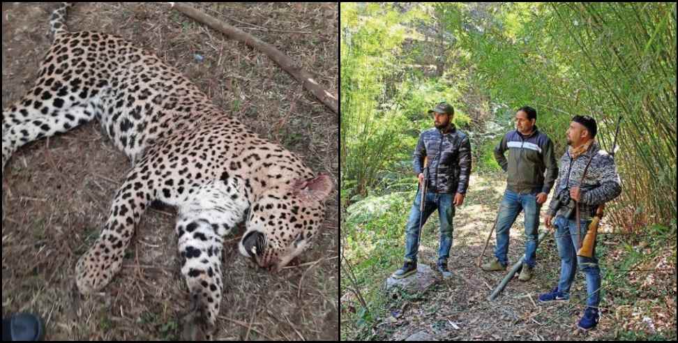 Kanalichina Leopard: Leopard hunt in Kanalichina