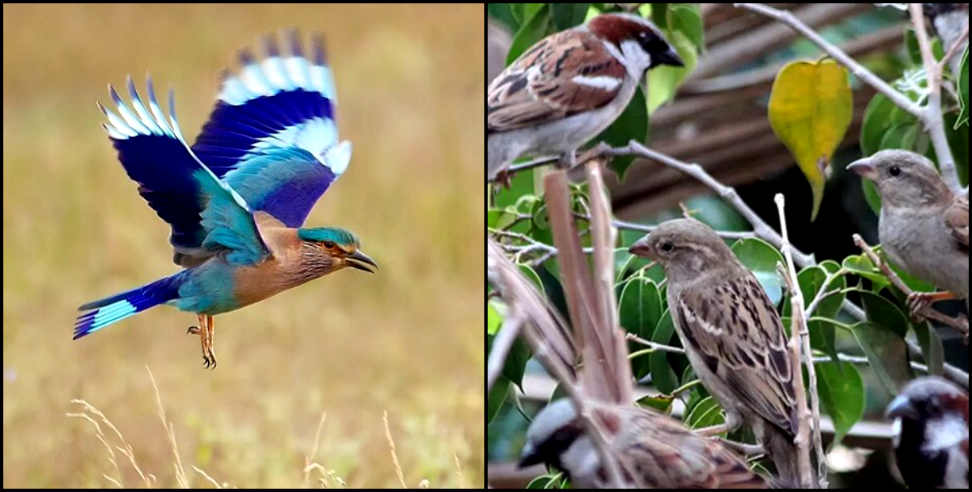 Rudraprayag: Bird festival at rudraprayag