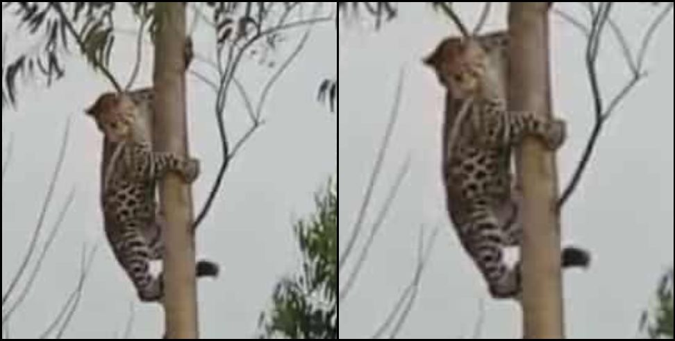 Leopard video haridwar: Leopard climbed in tree in haridwar chandpur