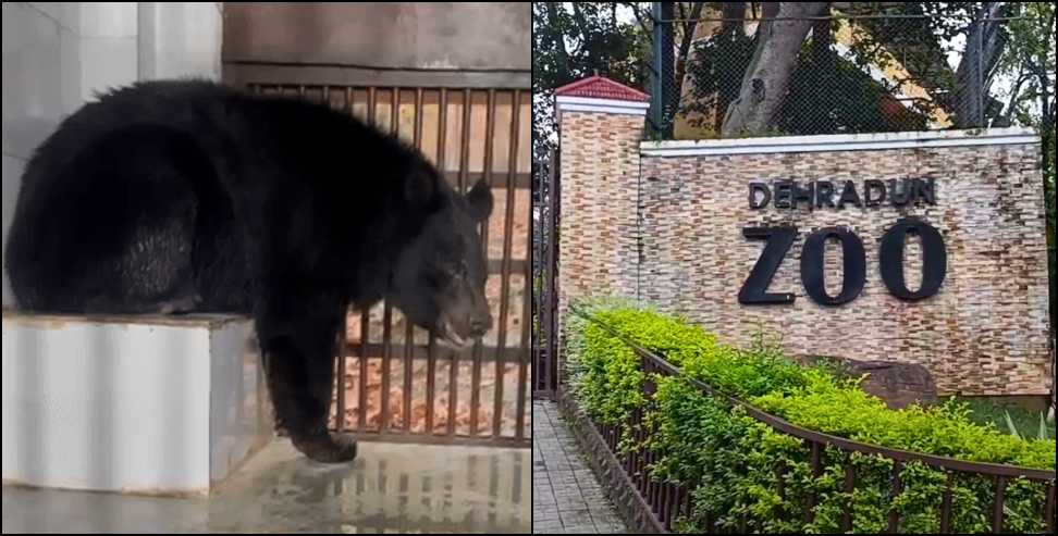 Himalayan Black Bear Enclosure Opened for Visitors at Dehradun Zoo