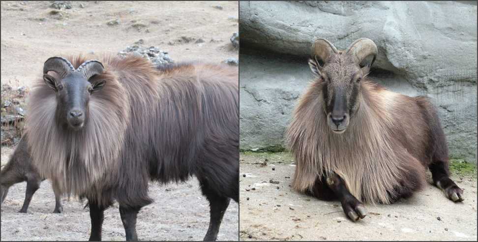 Himalayan Tahr in Chamoli: Himalayan Tahr Habitat Under Threat in Chamoli