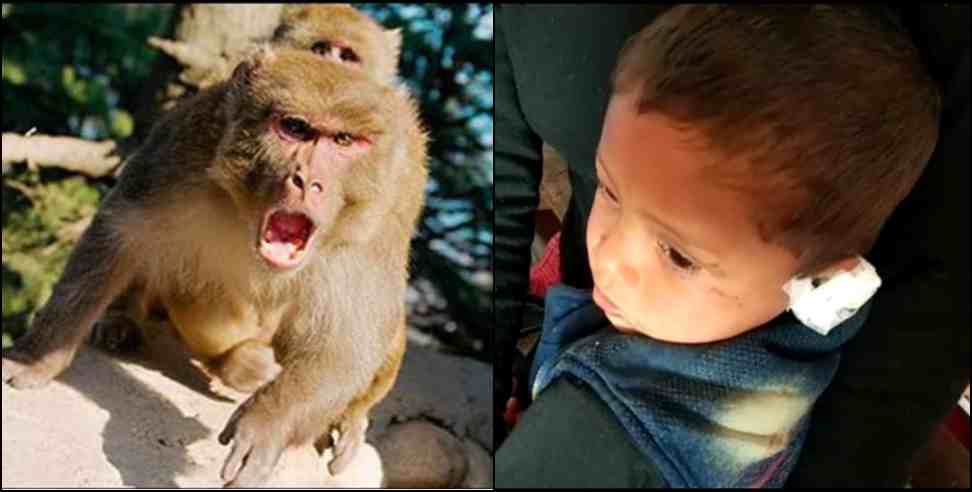 monkey attack cut ear child berinag: Monkey bites child ear in Pithoragarh Berinag