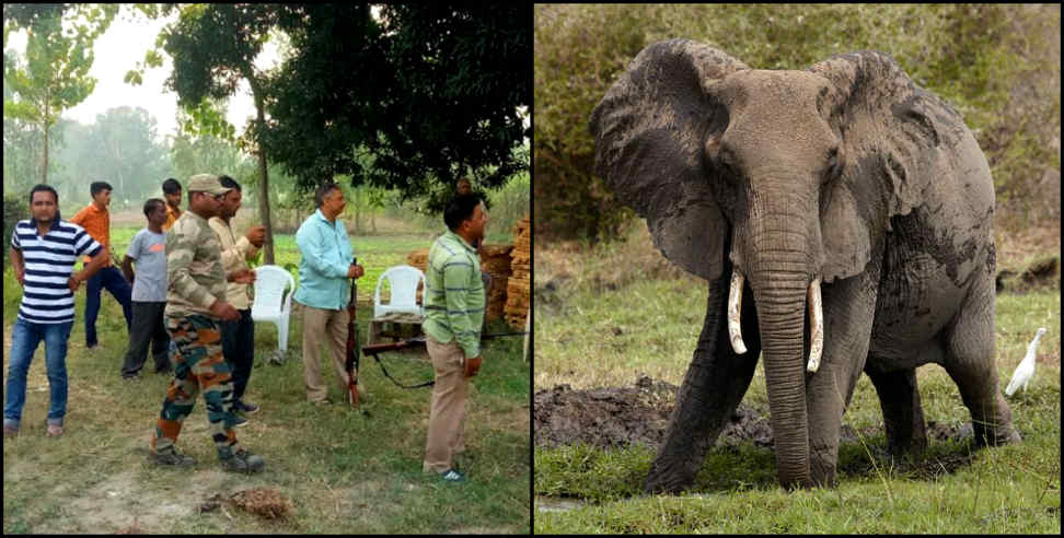 उत्तराखंड न्यूज: elephant killed two people in haridwar
