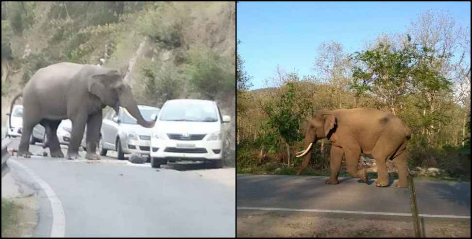 Ramnagar Elephant: Angry elephant attacked vehicles in Ramnagar