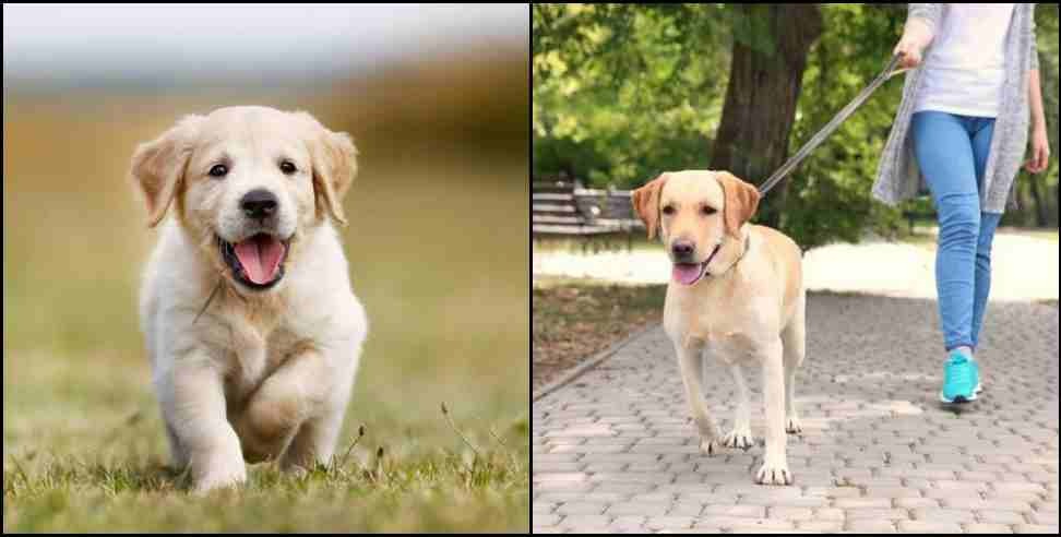 Dehradun Pet Dog Registration: Pet dog registration mandatory in dehradun