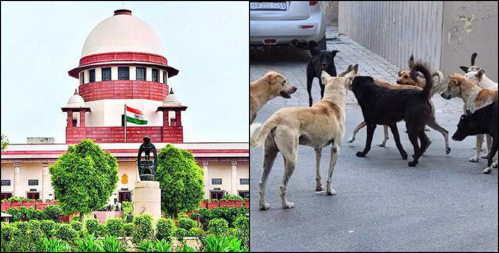 Stray dog issue Dehradun: Strict action against stray dogs in Dehradun