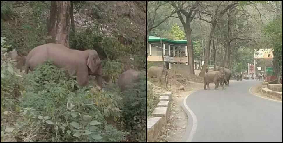 kotdwar pauri highway elephants: herd of elephants on kotdwar pauri highway