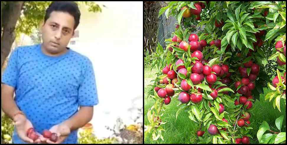 Haldwani plum farming: Haldwani sanjay pandey plum farming
