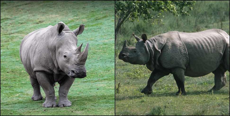 corbett national park: Rhinoceros will be seen in Corbett National Park