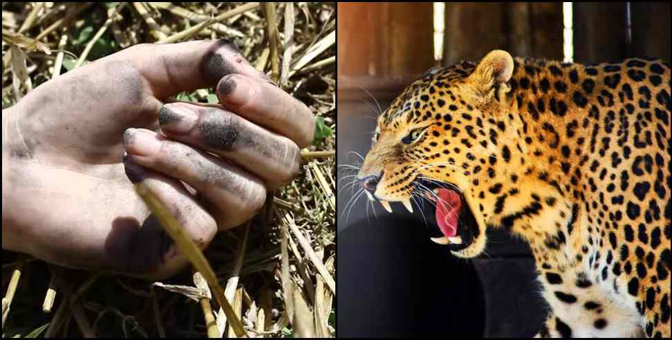 Leopard Pauri Garhwal: Leopard attacked woman in Pauri Garhwal