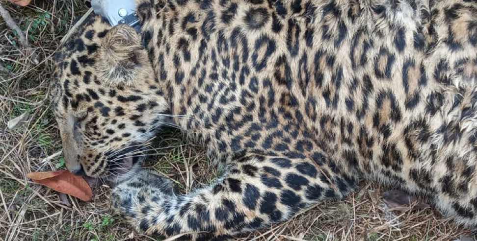 Almora News: Dead Leopard in Almora by the river
