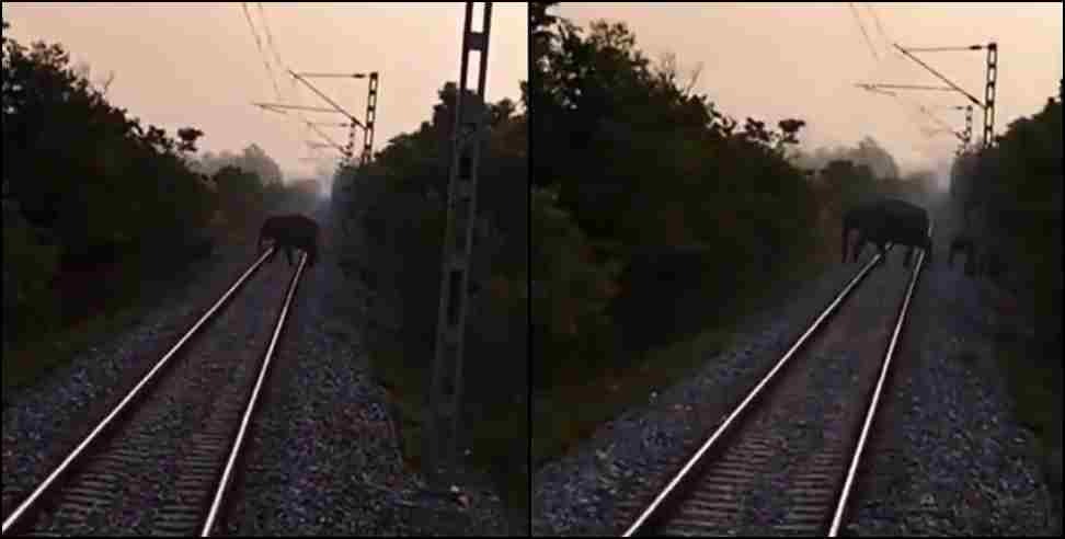 Uttarakhand railway track elephant : uttarakhand tanda range railway track elephant video
