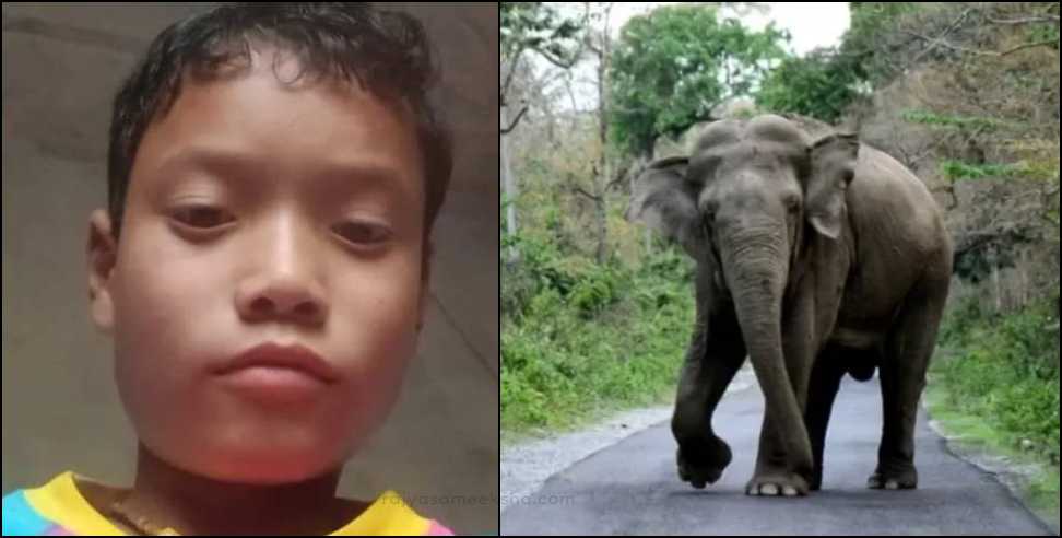 Elephant killed boy: Elephant killed boy by throwing it on road