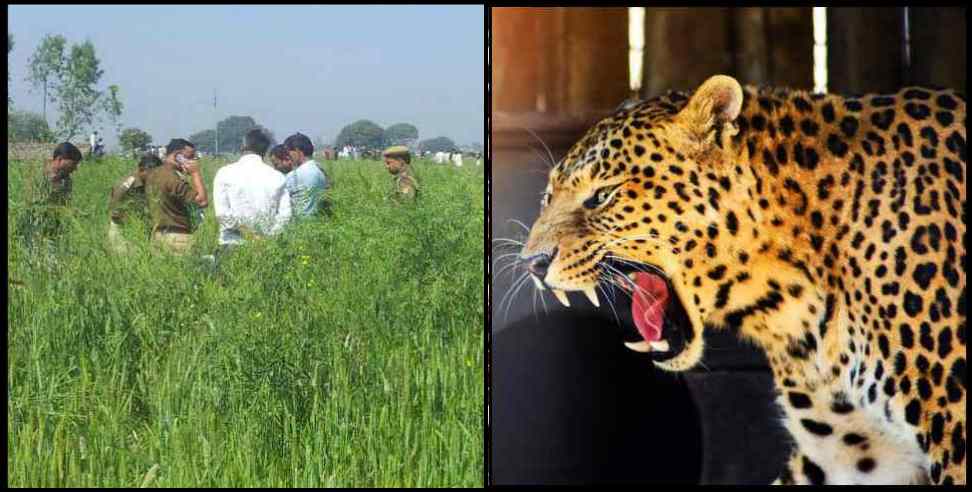 Leopard Pithoragarh: Leopard in Pithoragarh Boyle village