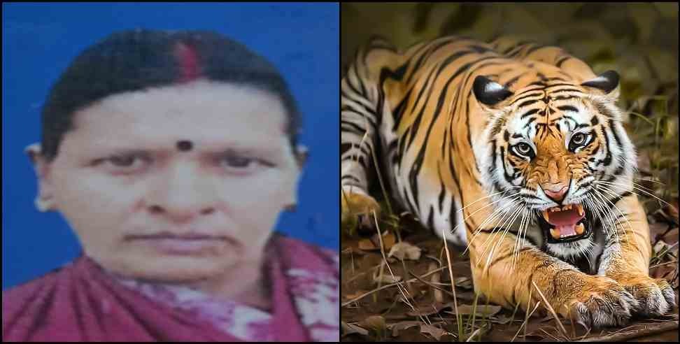Almora Bagh News: Tiger killed elderly woman in Almora