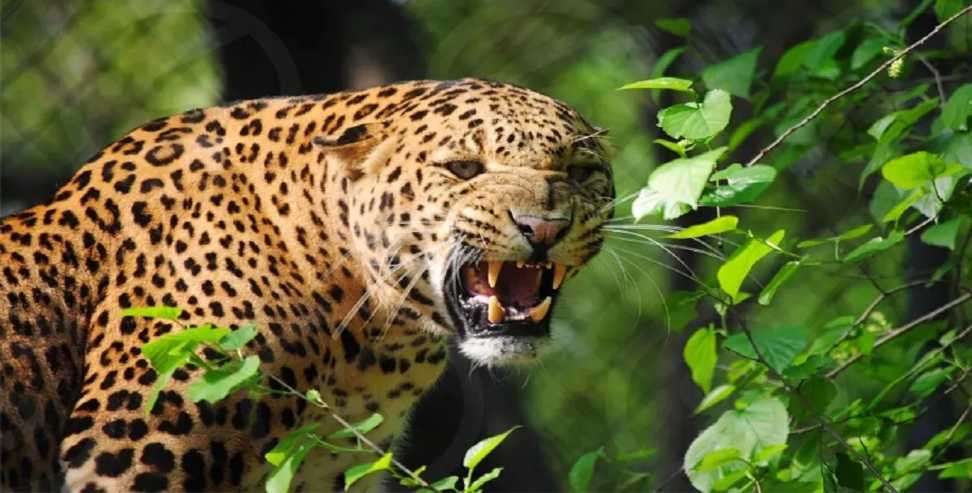 Kanalichhina leopard attack: Leopard terror in  Kanalichhina block