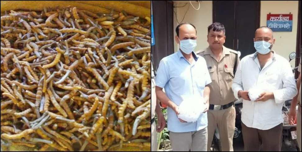 Himalayan Viagra keeda jadi: Uttarakhand Himalayan Viagra keeda jadi cordyceps smuggling