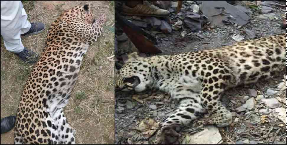 Narendra Nagar Leopard: Joy Hukil hunts down Leopard in Narendra Nagar