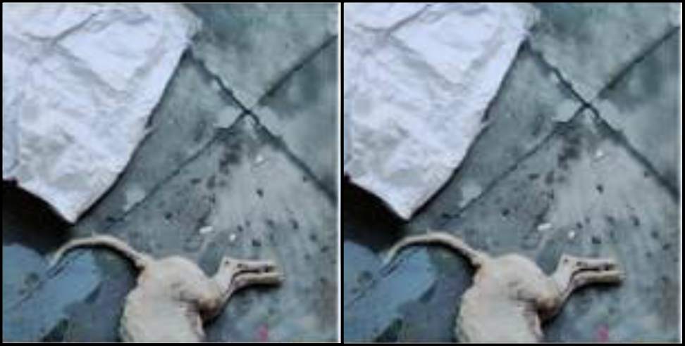Dehradun dog killed: Man killed dog in dehradun