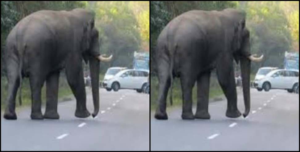 Kotdwar Dugadda Marg Elephant: Elephant on Kotdwar-Dugadda highway