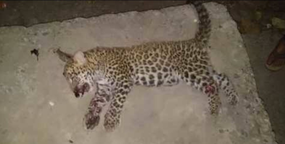 Champawat news: Leopard cub killed in champawat