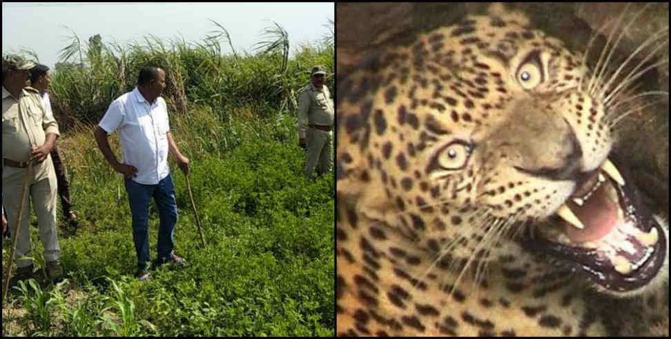 उत्तराखंड न्यूज: leopard attack women in rudraprayag