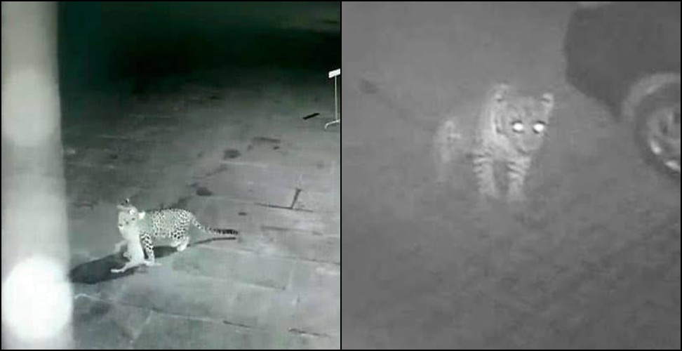 Nainital lalkuan Leopard attacks: Leopard attacks dog in lalkuan