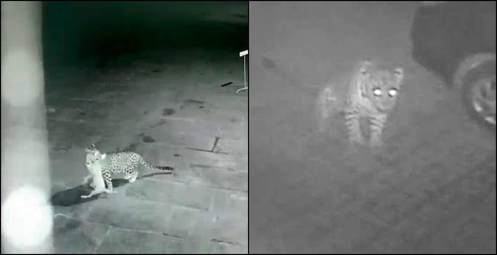 Leopard attacks dog in lalkuan