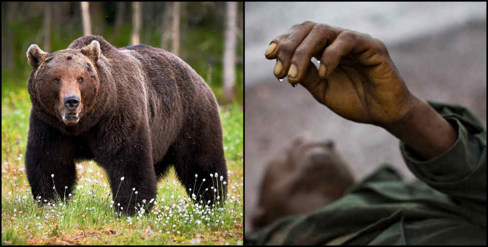 Yamkeshwar: Bear attacked and injured the old man in yamkeshwar