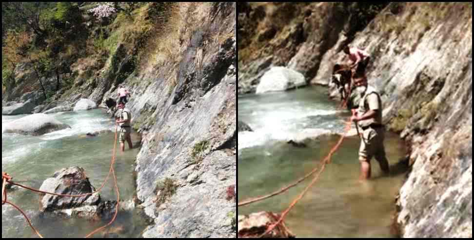 chamoli police: Chamoli police one hour rescue operation to save cow