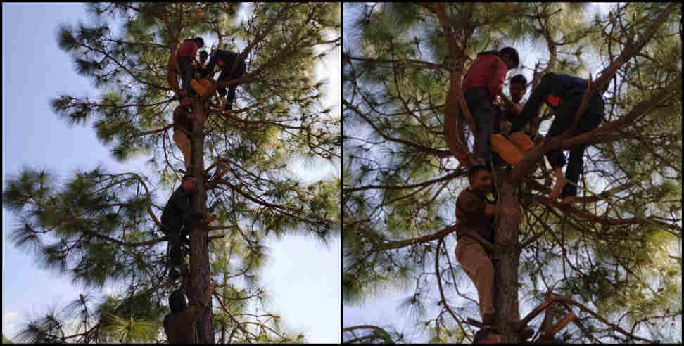 Pauri Garhwal news: Lady climb tree for save life in pauri garhwal