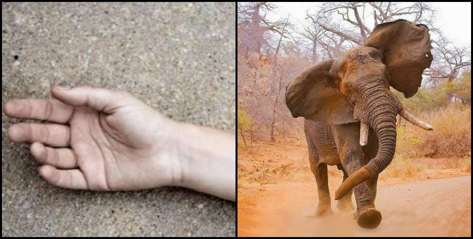 Rishikesh news: Elephant killed man in rishikesh