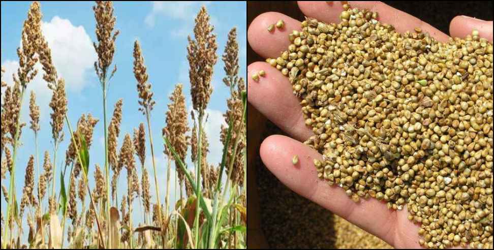Uttarakhand millet: Uttarakhand millet will be sold in Denmark