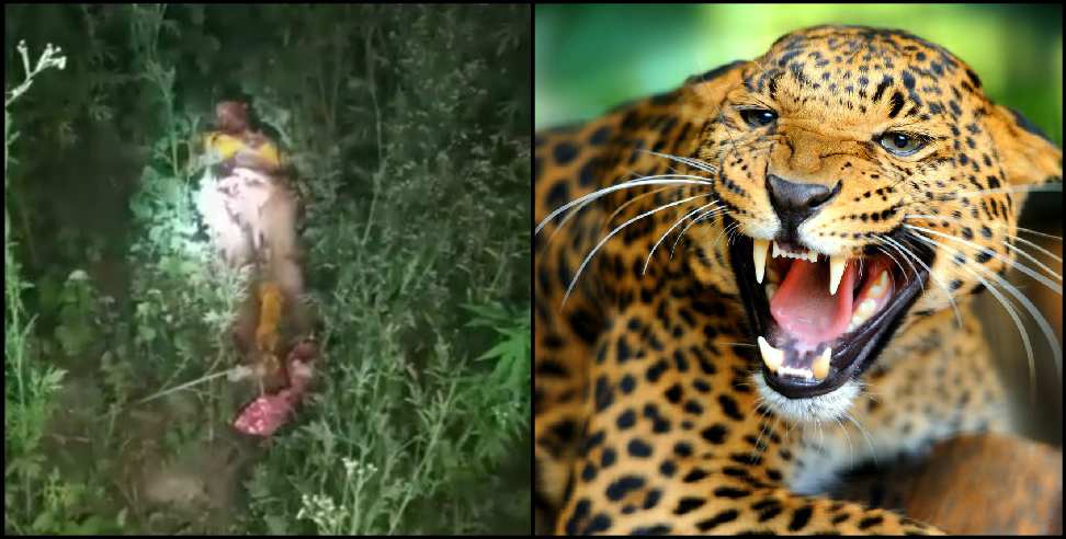 Dunda Block Magan Lal Leopard: Leopard attack on Magan Lal of Panther village in Uttarkashi