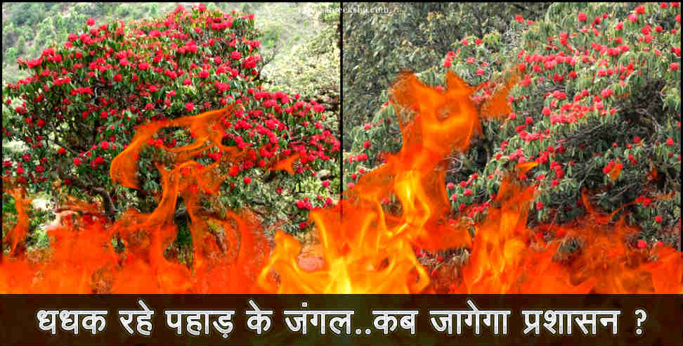 पर्यावरण: forest fire in uttarakhand