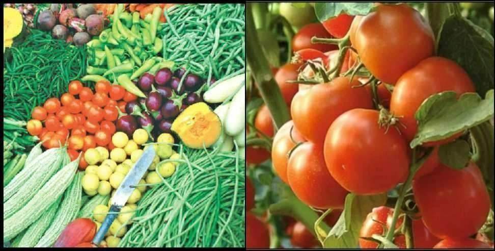 Tomato Vegetable Rates in Dehradun: Tomato Vegetable Rates in Dehradun on 31st July