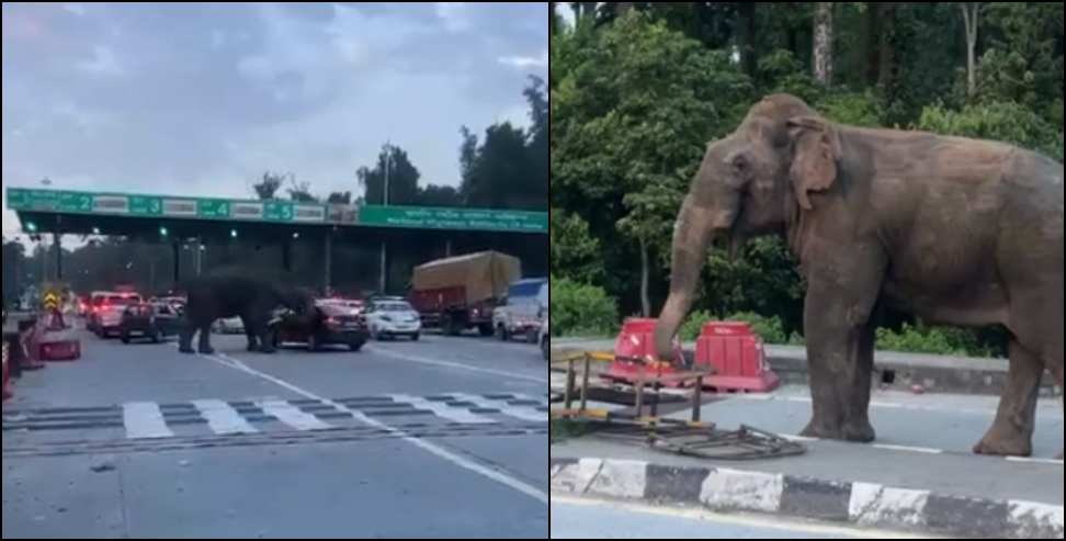 Elephant created ruckus: Elephant created ruckus at Lachhiwala toll plaza